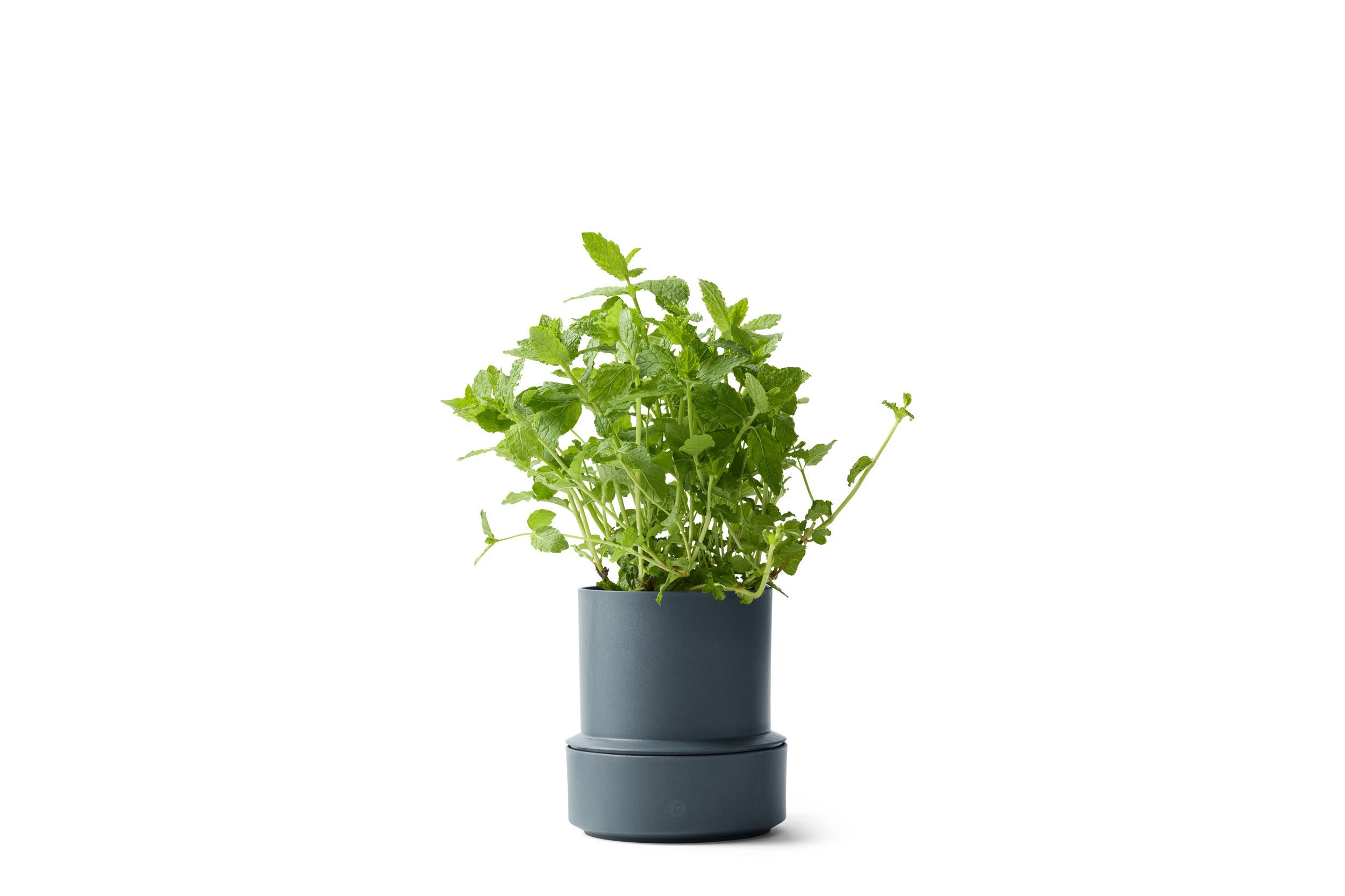 Billund self-watering pot, blueberry